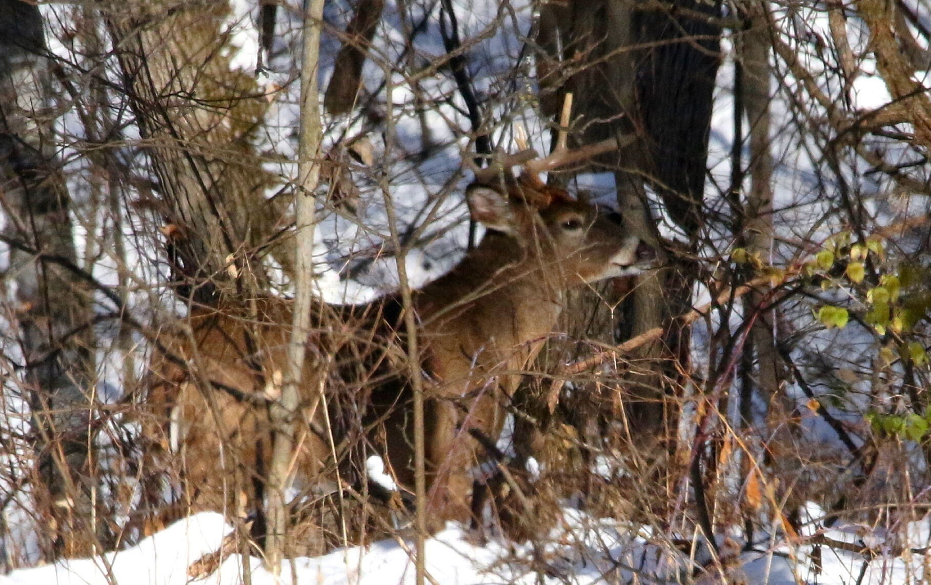 Deer